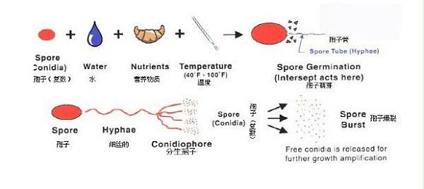 细菌生长过程