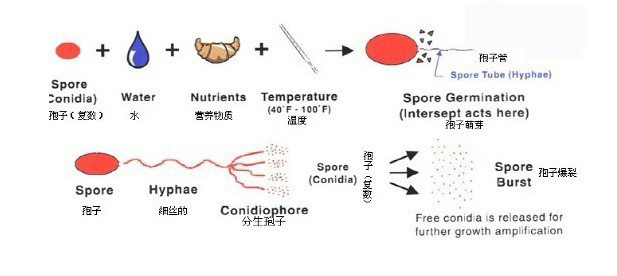 细菌生长过程